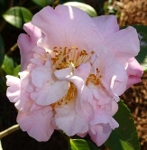 High Fragrance Camellia, Camellia x 'High Fragrance'